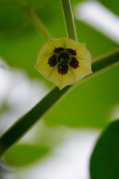 Eine Physalis-Blüte, von unten fotografiert.