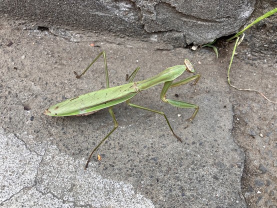 A large green Tenodera aridifolia praying mantis, photographed from behind. Compared to the harabiro mantises I usually see, it has a narrower and more angular body, with pronounced shoulder ridges.