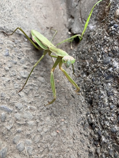 The same Tenodera aridifolia praying mantis, photographed from above. Its front pair of legs are raised and its head is pointed forward. You can see its face and very large compound eyes.