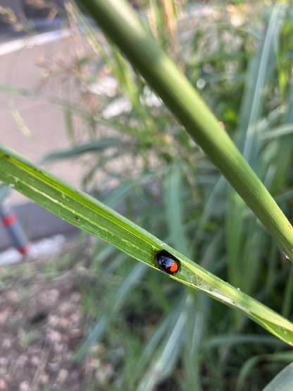 A black ladybug with two red spots inside a curled-up blade of grass.