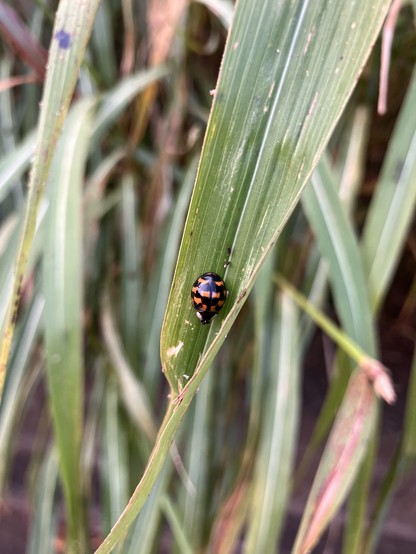 A black ladybug with ten to twelve orange spots, resting on a blade of grass.
