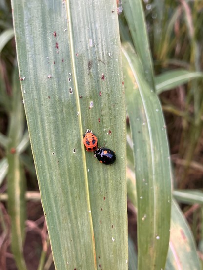 A black ladybug with two orange spots next to an orange ladybug pupa with black spots. They're both resting on the same large blade of grass.