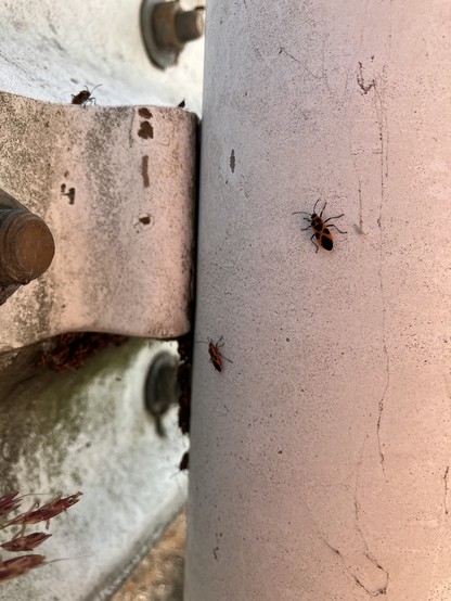 On the nearby wall, there are a handful more seed bugs, all in the vicinity of a shadowed overhang.