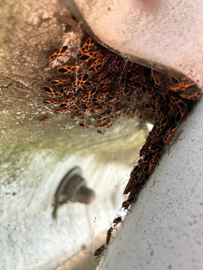 Close-up of the area immediately underneath the overhang, where a hundred or more seed beetles are all clustered together in a writhing orange-black mass.