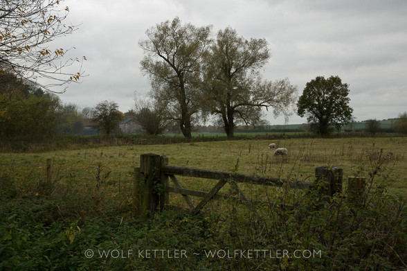 This landscape orientation photograph shows a rural scene. A grassy field with two grazing sheep takes up the middle ground. In the foreground is a wide wooden gate. Towards the background is a row of loosely planted trees. The sky is cloudy grey. The mood of the photograph is that of a dull and dark late autumn or early winter’s day.