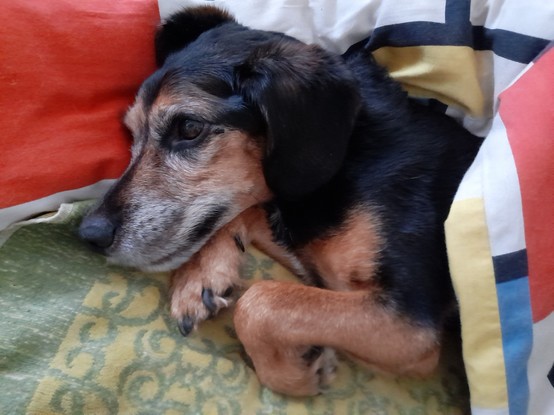 Black brown beagle mix lying in his bed in maximum comfort. The coloured blanket covers the body from the shoulders downwards.