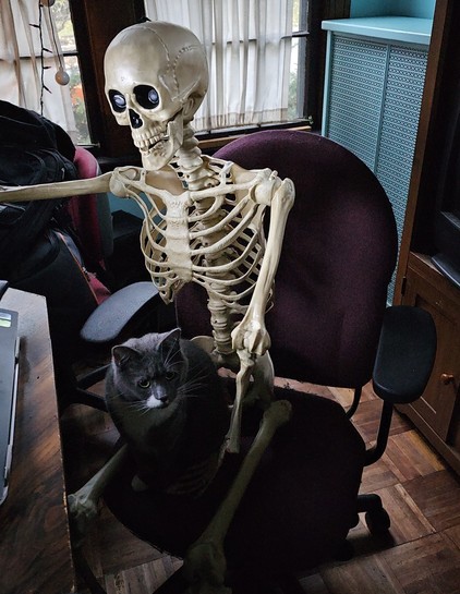 A grey and white cat sits on the lap of a prop Halloween skeleton sitting in an office chair of a suburban home.