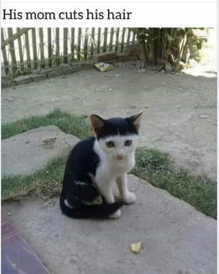 His mom cuts his hair.

Photo of black and white cat. Its color pattern gives him a white face with a black â€œbowl-cutâ€� fringe covering the the ears and forehead. He has a sad expression on his face.
