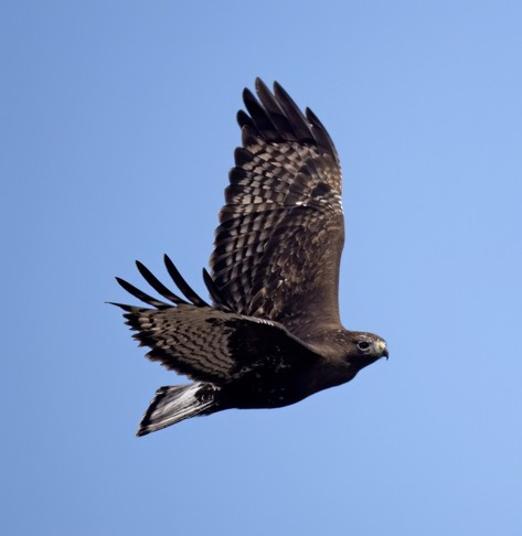 dark hawk with white tail, flying against a blue sky background