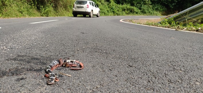 Black snake (common krait) with white bands tangled with red and black striped coral snake killed on road with a car in the background