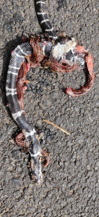 Black snake (common krait) with white bands tangled with red and black striped coral snake killed on road
