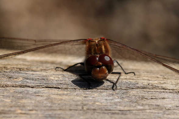 Eine rotbraune Libelle, auf Holz sitzend, frontal in Großaufnahme.