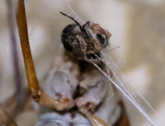 Foto von einem toten Insekt, das aussieht wie ein Totenkopf.

Photo of a dead insect that looks like a skull.