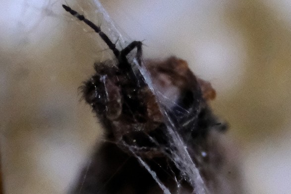 Der Kopf eines toten Insekts