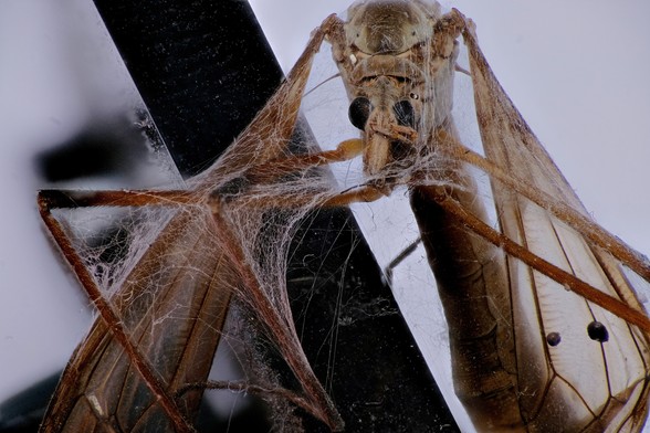 Makro Foto von einem toten Insekt mit Spinnenweben.

Erstellt mit Focus Stacking (ZereneStacker) aus 74 Fotos.

english:

Macro photo of a dead insect with spider webs.

Made with focus stacking (ZereneStacker) of 74 photos.