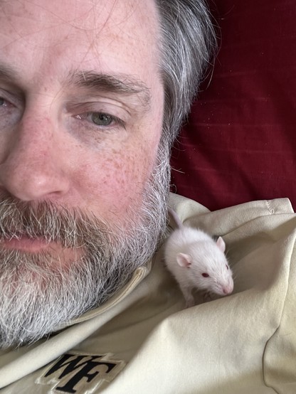 Sleepy-looking reclining bearded, gray-haired man with a white baby rat on his collarbone.