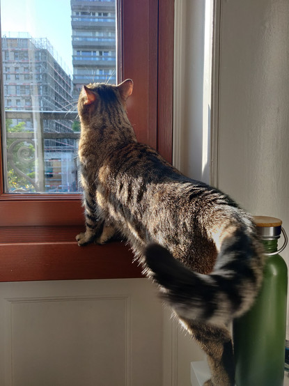 My tabby cat Robbie looking out the window. She looks very regal.