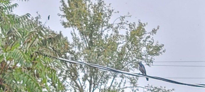 Hummingbird and scrubjay on adjacent powerlines