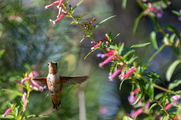 Hummingbird in flight, staring right at the camera.