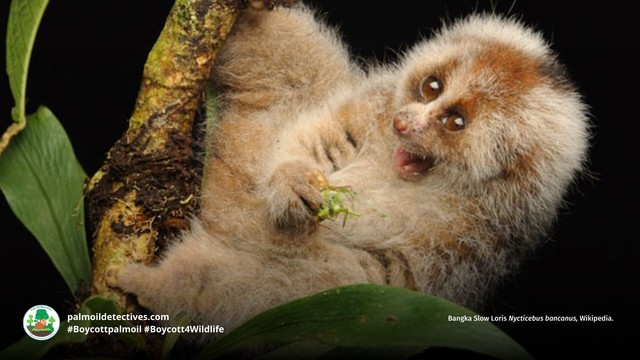 The Bangka #Slowloris is critically endangered by #palmoil #deforestation, only 20% of their rainforest home remains on Bangka island, #Indonesia Help them each time you shop and #Boycottpalmoil #Boycott4Wildlife https://palmoildetectives.com/2022/12/11/bangka-slow-loris-nycticebus-bancanus/ via 
@palmoildetectives