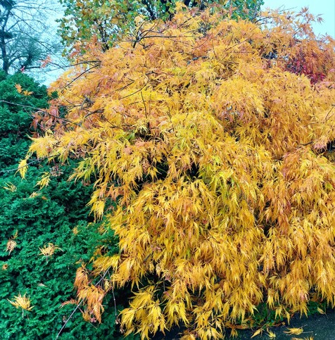 Fächerahorn mit Herbstfärbung neben Kissenzypresse