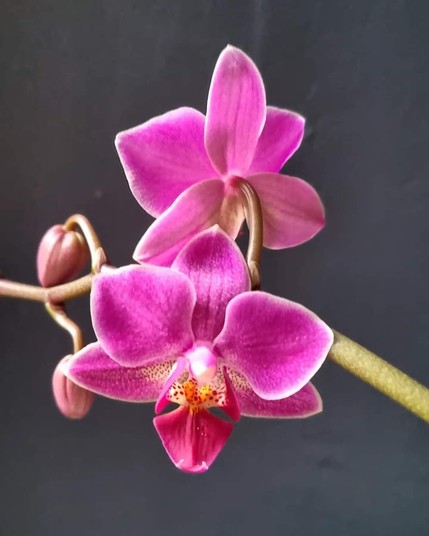 Close-up of a orchid flower