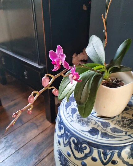 A flowering orchid in a pot