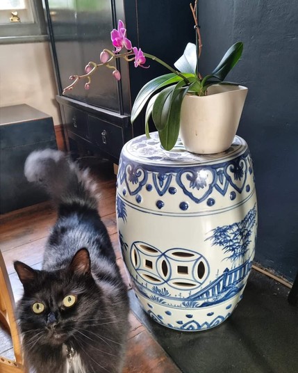 A flowering orchid in a pot, with my black cat next to it