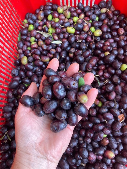A hand holds large purple olives above a large plastic container, the result of a morning of hand picking.