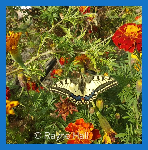 A large butterfly with beautifully patterned wings - an organic pattern of creamy-white, grey, black and blue. It sits on a plant with dark green leaves and dark orange flowers.