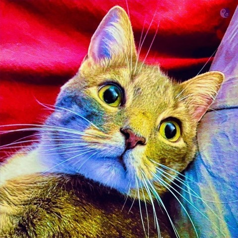 Against a background of red and blue bedding, the head and shoulders of a cat looks across the shoulder of the photographer with a round-eyed look, with light enough to show only a broad ring of gold around a nearly round pupil, illustrating Why This Cat, and What It Means.