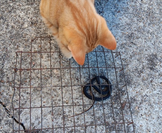 Orange tabby cat looking down at a young black snake that is under a section of 1x3" net wire on concrete.