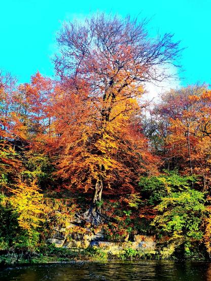A beech tree covered with autumn leaves growing out of a low rocky cliff at the side of a river.