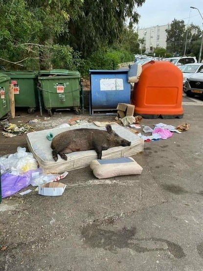 A wild pig lays on a discarded mattress on a rubbish pile by some trash dumpsters.
