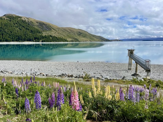 Multiple colours of lupins along shore of lake; manmade structure to right of frame related to power station; Mt John in background