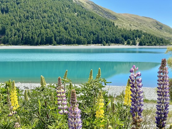 Colours lupins including yellow in front of turquoise lake