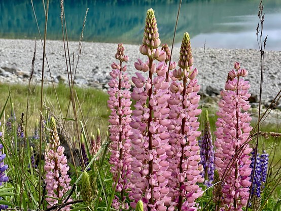 Lupins in pink and purple beside lake beach