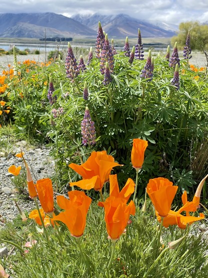 Orange poppies in foreground with lupins out of focus behind