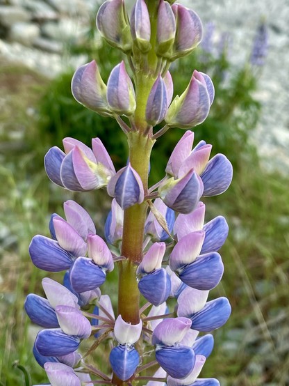 Lilac and pink flowers of lupin in close-up