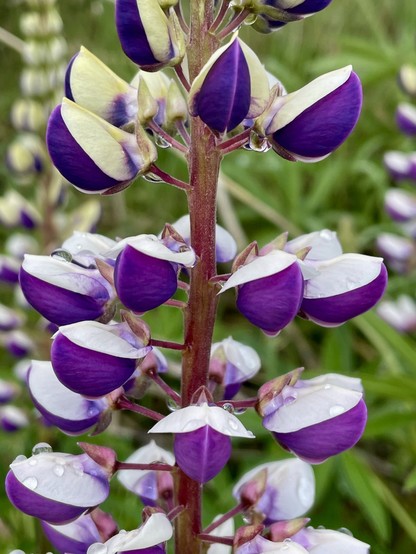 Violet/ purple and white flowers of lupin in close-up