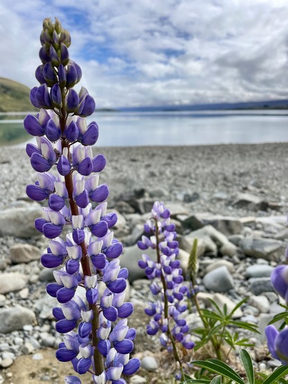Lilac and white lupins beside lake edge