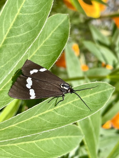 Black moth with white markings on wings and to lesser extent on body, sitting on a green lupin leaf