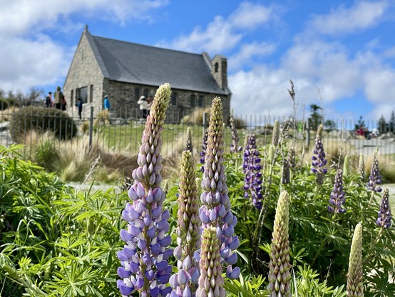 The Church of the Good Shepherd, with lupins in foreground