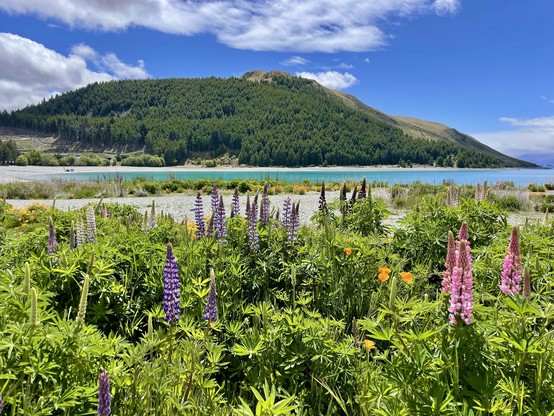 Different coloured lupins flowering on the lakeshore, with Mt John behind