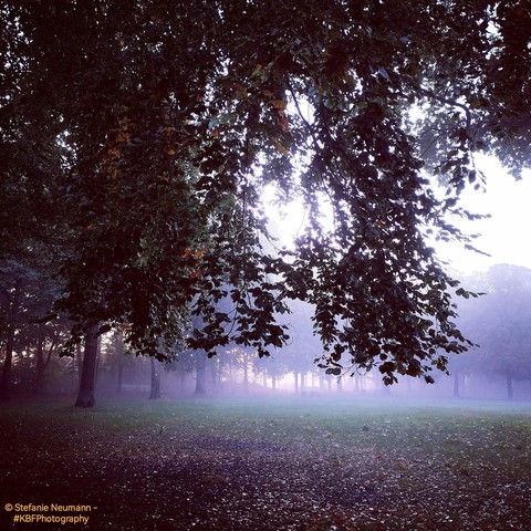 Mist on a meadow in an autumnal park seen through trees.