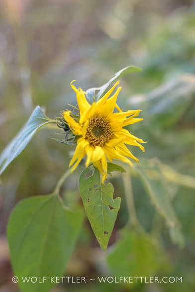 This upright colour photograph shows a small sunflower, which had self-sown in a border in the garden and started to flower at the beginning of November.