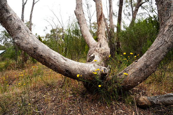 A thick tree trunk branching out in dry bushland in Heathcote Victoria
