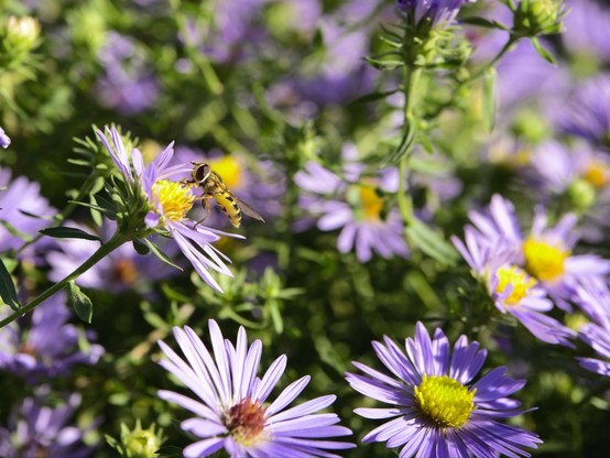 Caught in profile, a Hoverfly feeds on a purple Aster flower. Several purple Aster flower are seen in the background.
