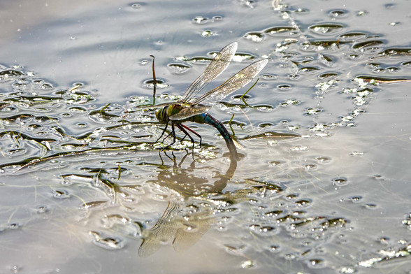 A dragonfly rests on the surface of water, its feet on underwater plants. Its wings are spread and its tail is dipped into the water. Its reflection is visible in the water immediately below it.