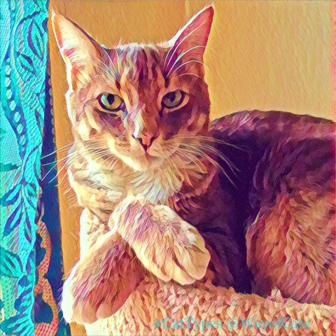 A gray tabby teen cat, side-lit from a green lace curtain at a sunny window, forelegs crossed over each other and an intent expression from his green eyes, illustrating The Right Cat Name.